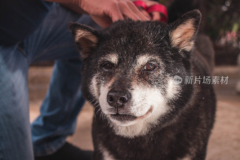 Shiba Inu看着相机